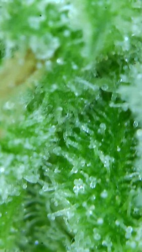 Growreport Bild 40