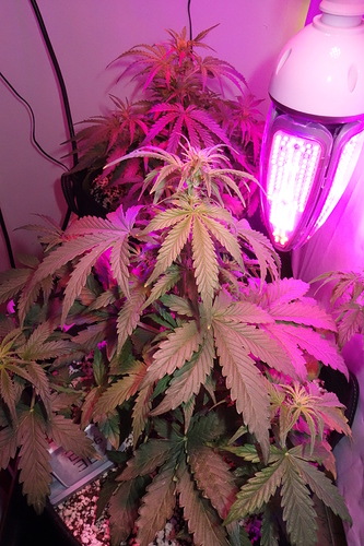 Growreport Bild 2