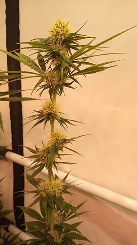 Growreport Bild 7