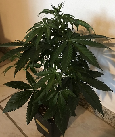 Growreport Bild 12