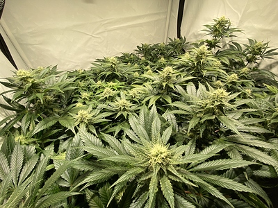 Growreport Bild 6