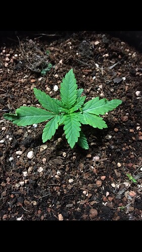 Growreport Bild 9