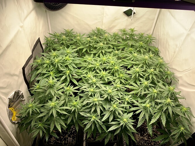 Growreport Bild 1