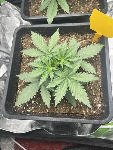 Growreport Bild 19