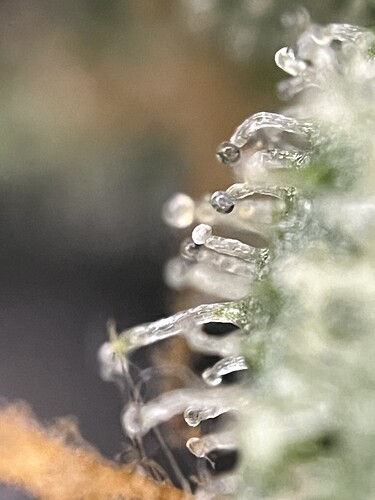 Growreport Bild 3