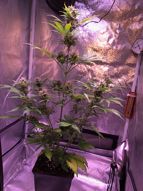 Growreport Bild 33