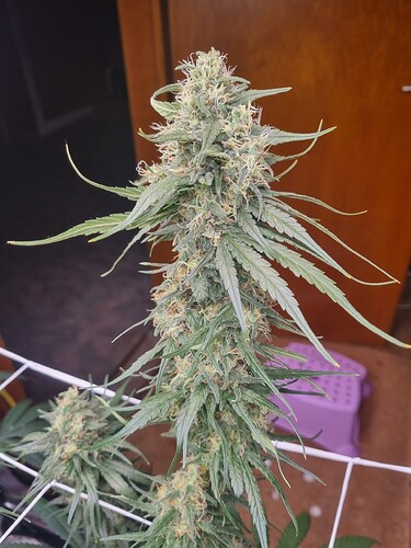 Growreport Bild 10