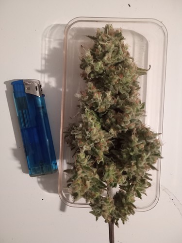 Growreport Bild 31