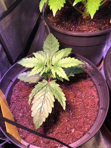 Growreport Bild 5