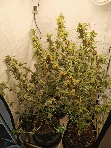 Growreport Bild 1