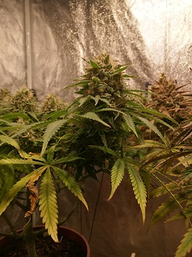 Growreport Bild 12