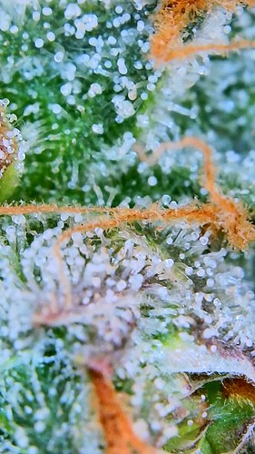 Growreport Bild 40