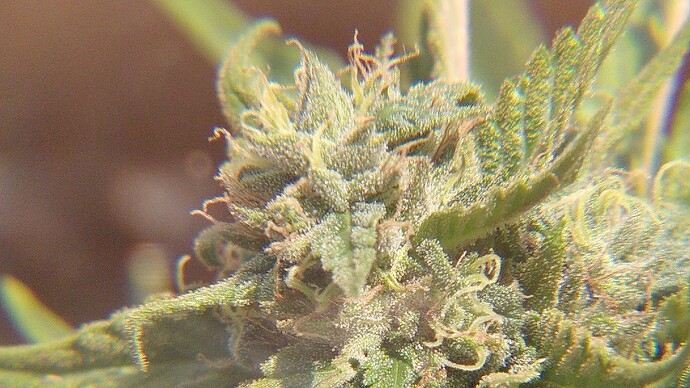 Growreport Bild 10