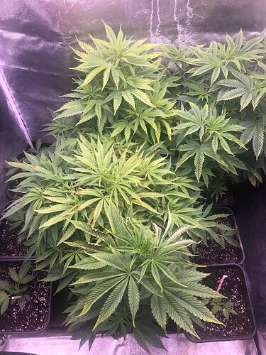 Growreport Bild 3