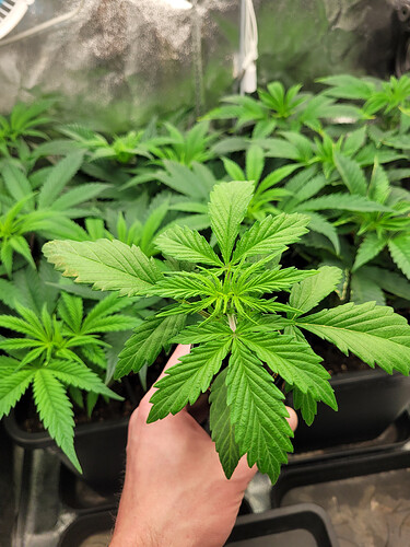 Growreport Bild 5