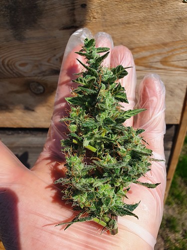 Growreport Bild 2