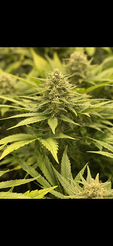 Growreport Bild 20