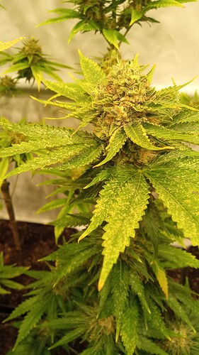Growreport Bild 7