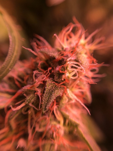 Growreport Bild 5