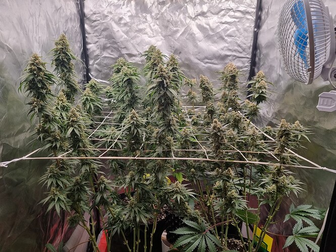 Growreport Bild 19