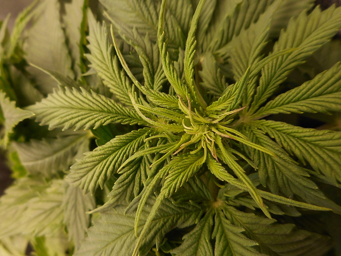 Growreport Bild 4
