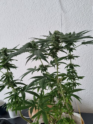 Growreport Bild 3