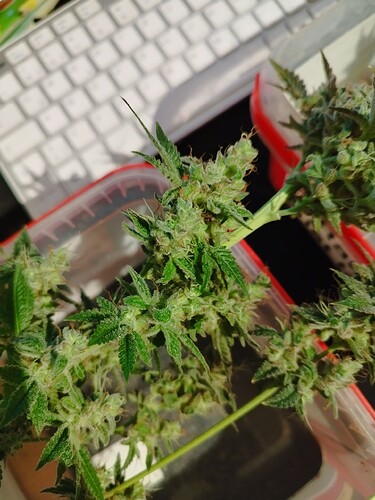 Growreport Bild 11