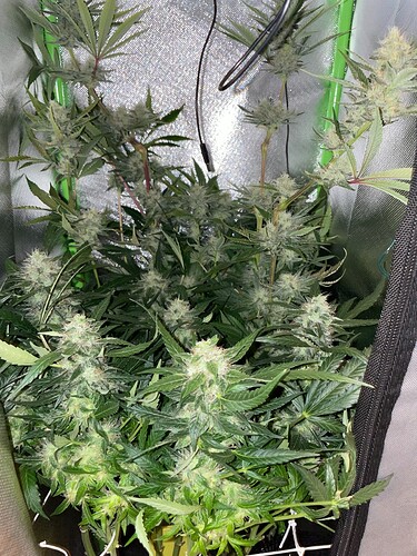 Growreport Bild 11
