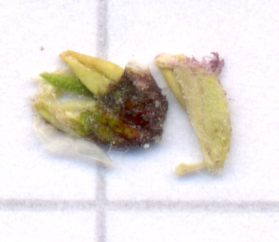 Growreport Bild 6