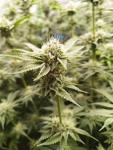 Growreport Bild 13
