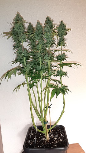 Growreport Bild 15