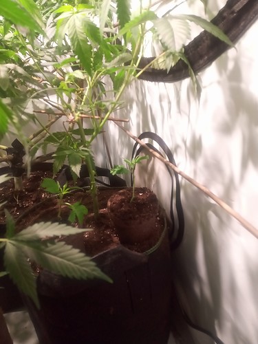 Growreport Bild 19