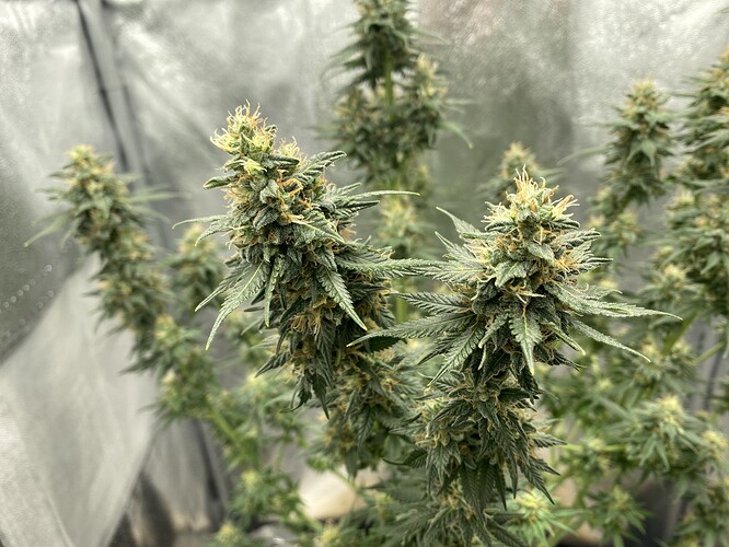 Growreport Bild 7