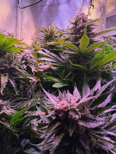 Growreport Bild 4