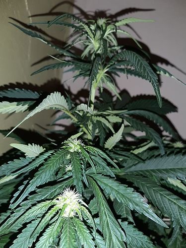 Growreport Bild 4