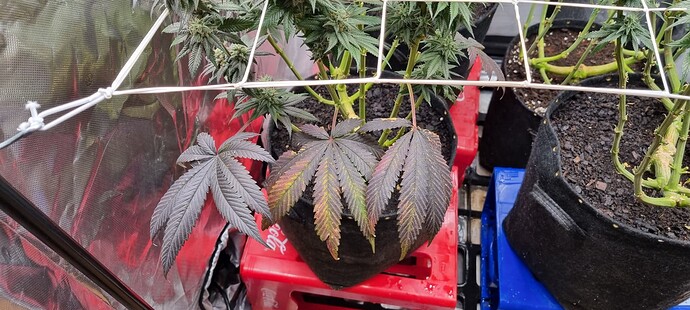 Growreport Bild 70