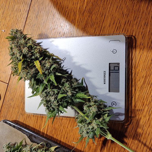 Growreport Bild 21