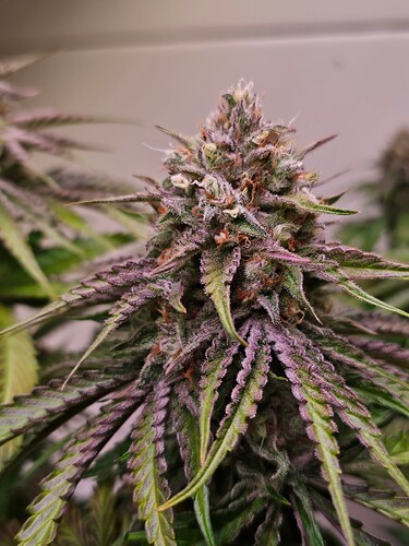 Growreport Bild 22