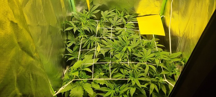Growreport Bild 5