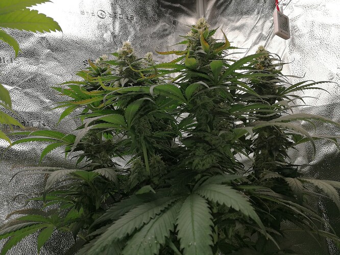 Growreport Bild 5