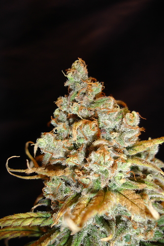 Growreport Bild 30