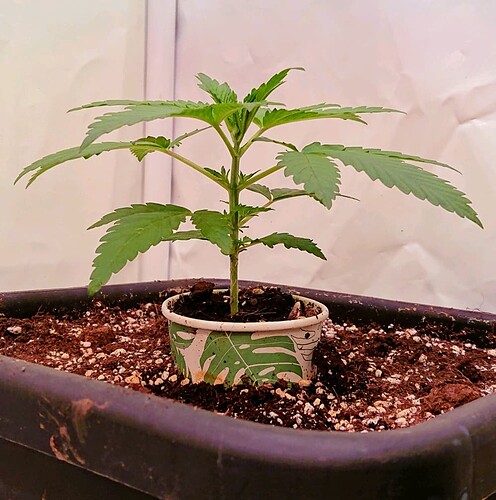 obscura1662029306410