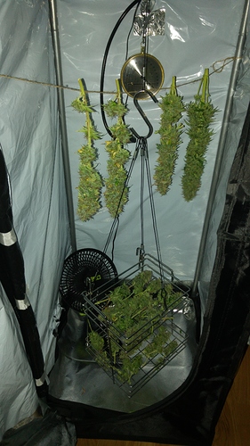 Growreport Bild 1
