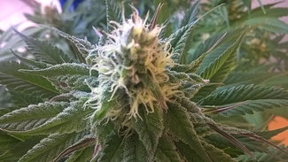 Growreport Bild 2