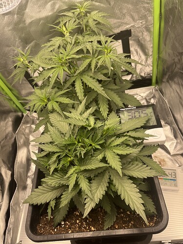 Growreport Bild 15