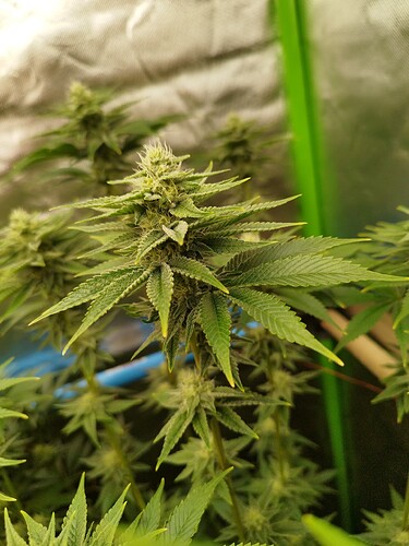 Growreport Bild 9