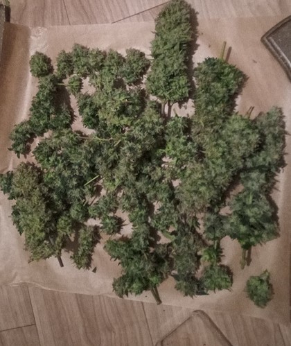 Growreport Bild 39