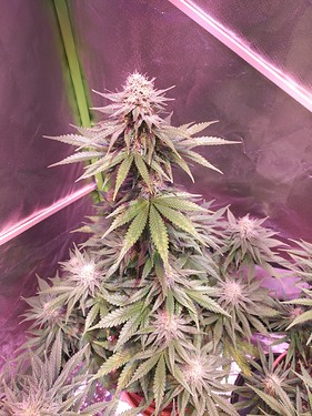 Growreport Bild 22