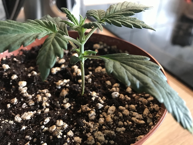 Growreport Bild 3