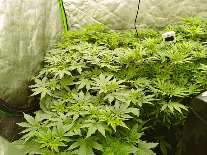 Growreport Bild 1